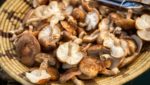 Sorties cueillette champignons octobre 2020