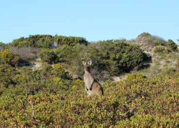 Découverte des paysages remarquables du Sud-Ouest Australien