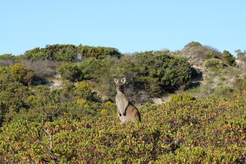 Découverte des paysages remarquables du Sud-Ouest Australien