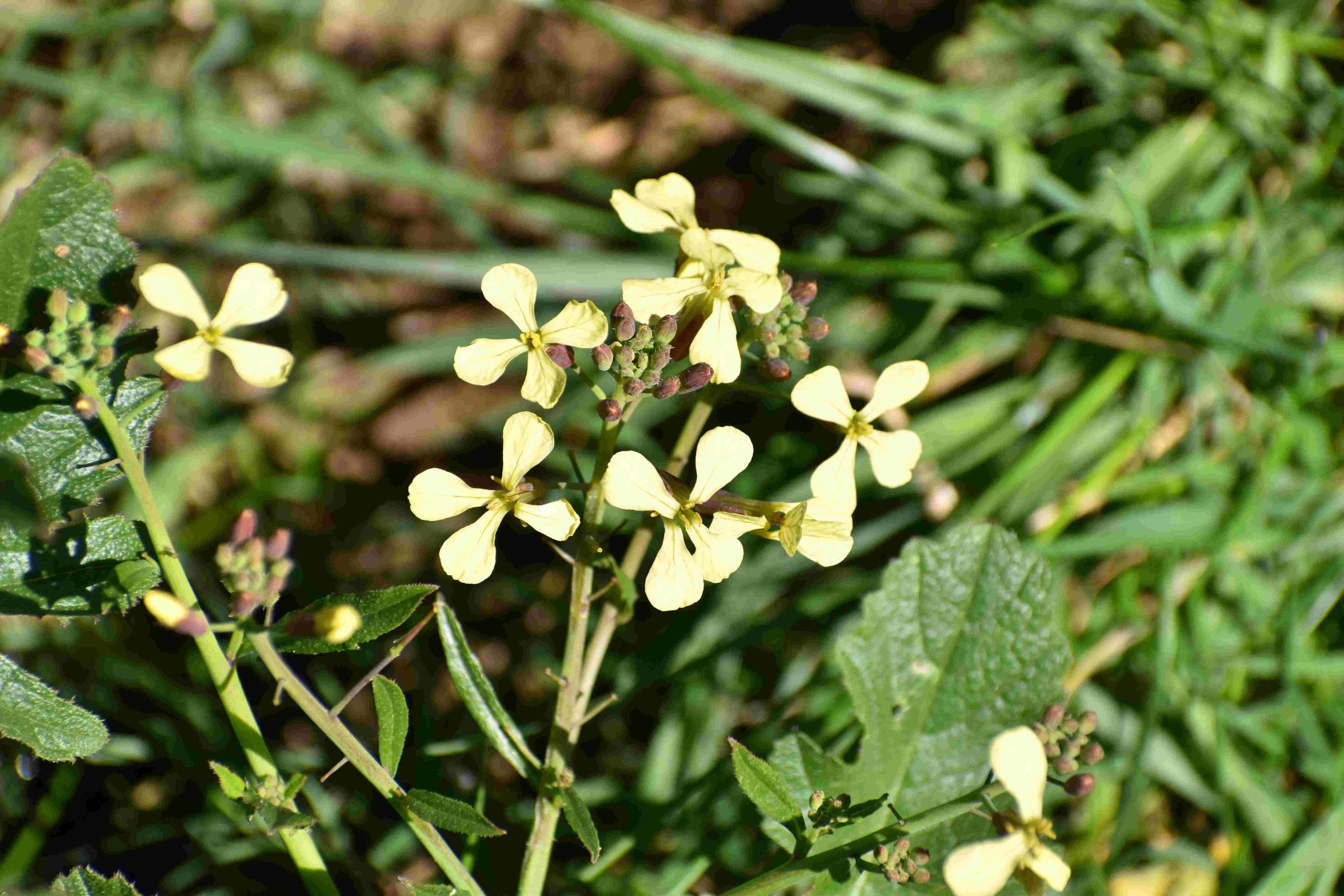 Sortie botanique - Parc du Menhir 29/03 et 01/04